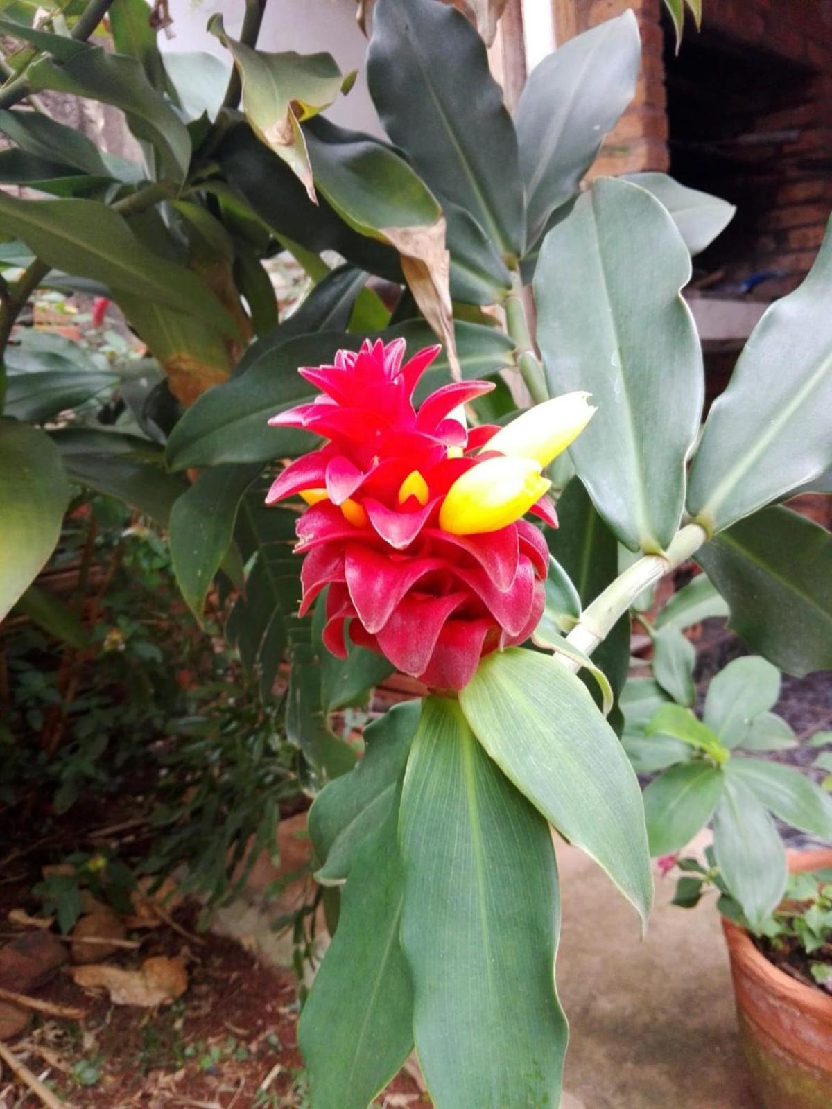 Hosteria La Cabana Puerto Iguazú Dış mekan fotoğraf